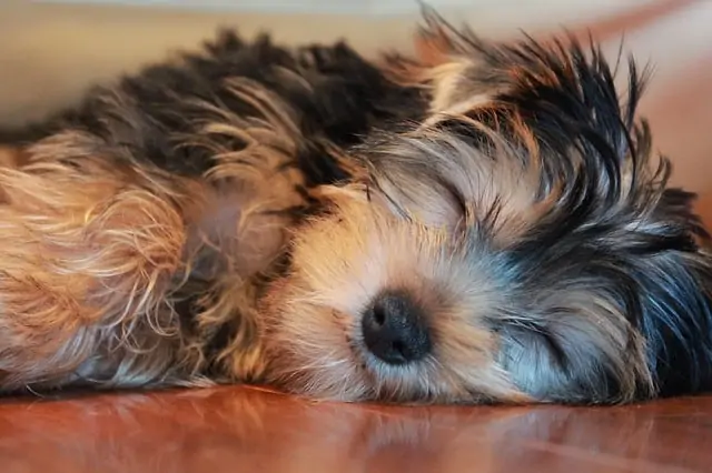 2. sleeping Yorkie puppy