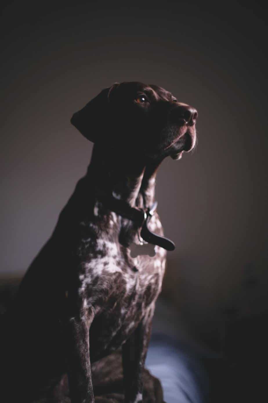 German Shorthaired Pointer Lab Mix Breed Information Guide Your Dog