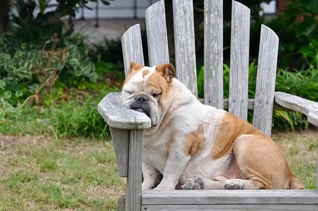 3.bulldog sleeping in chair.