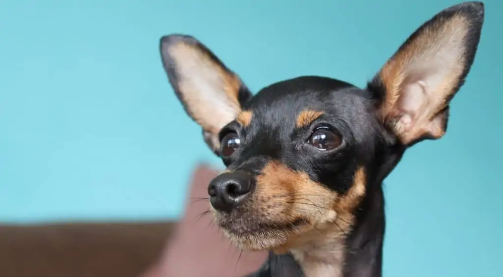 Mincher pinscher chihuahua store mix