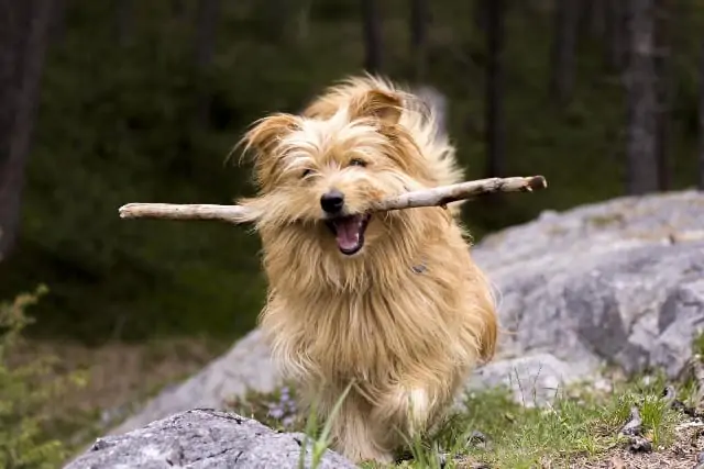 4. dog fetching a stick