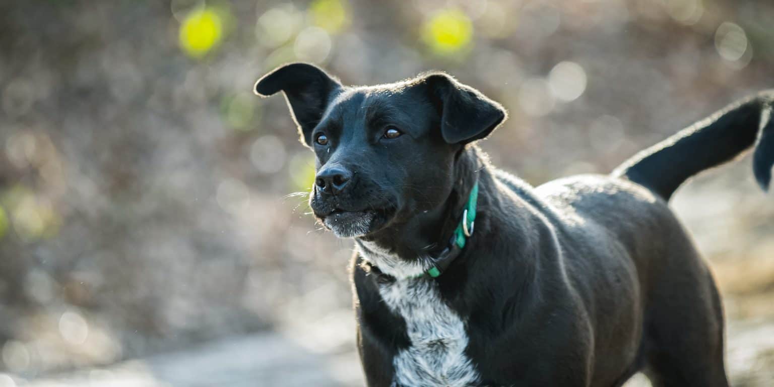 German Shorthaired Pointer Lab Mix Breed Information Guide | Your Dog