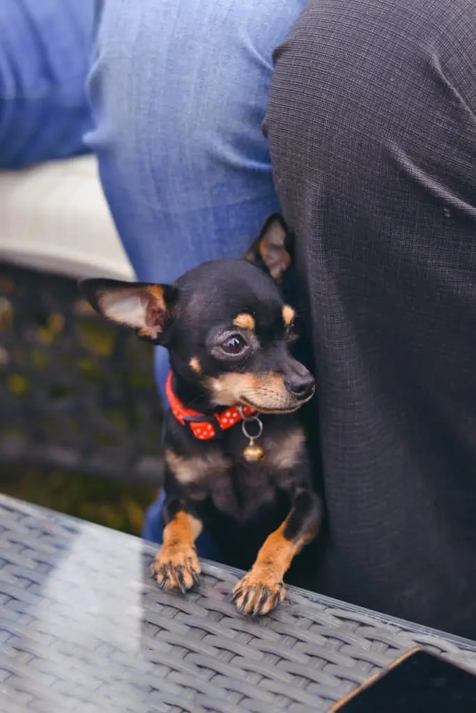 Min pin best sale pomeranian mix puppies