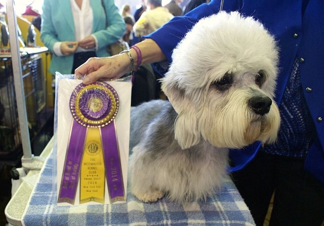 6. Dandie Dinmont prize winner 2