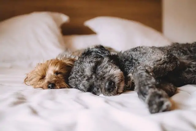 6. dogs sleeping in owners bed