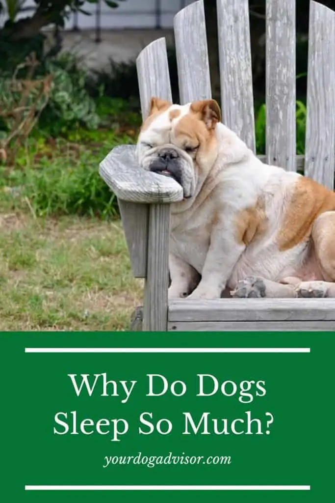 7 Why do dogs sleep so much 2