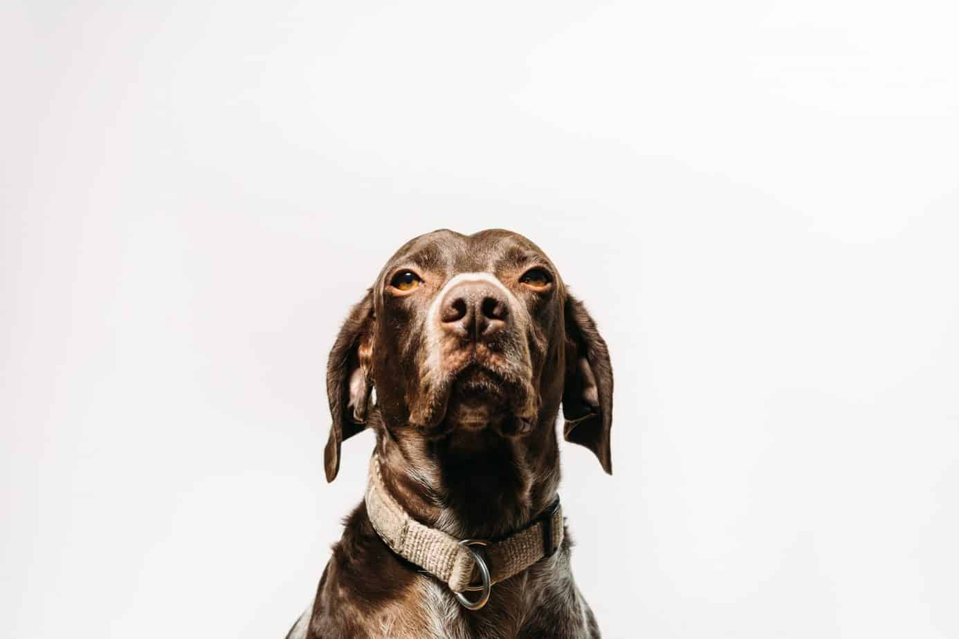 German Shorthaired Pointer Lab Mix Breed Information Guide Your Dog Advisor