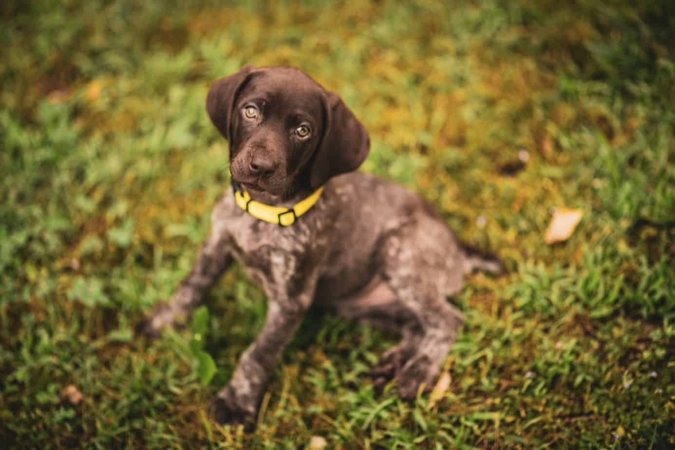 German Shorthaired Pointer Lab Mix Breed Information Guide Your Dog