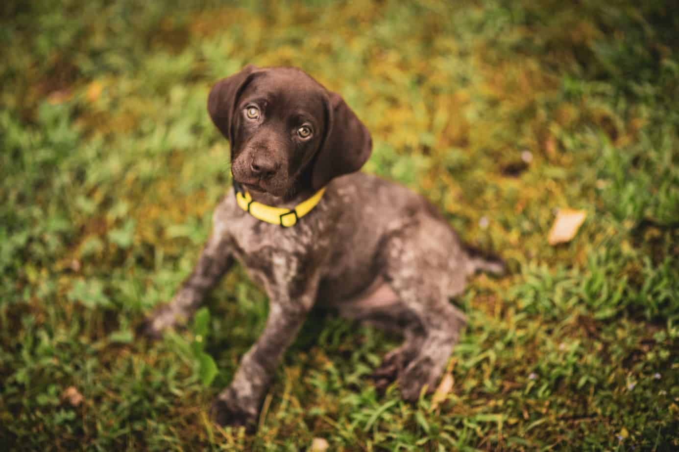 German Shorthaired Pointer Lab Mix Breed Information Guide Your Dog Advisor