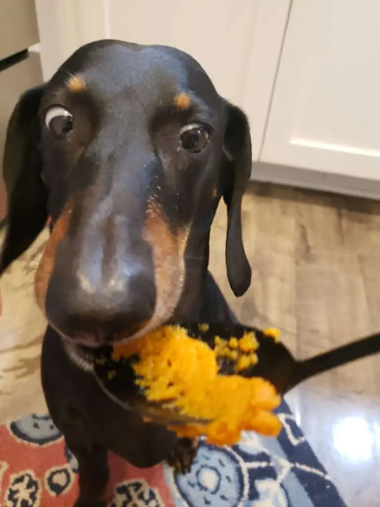 Walter eating pumpkin6