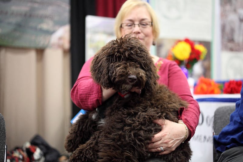 what are the rules for keeping a spanish water dog in cabo verde