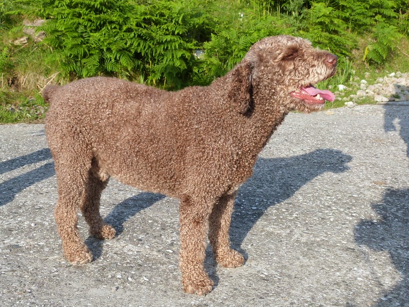 what are the rules for keeping a spanish water dog in cabo verde