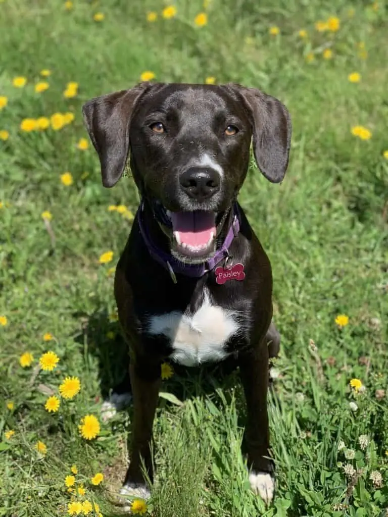 1 a black blue heeler lab mix in grass