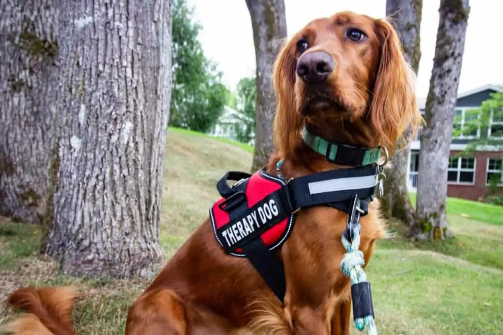 1 a dog with a therapy dog vest