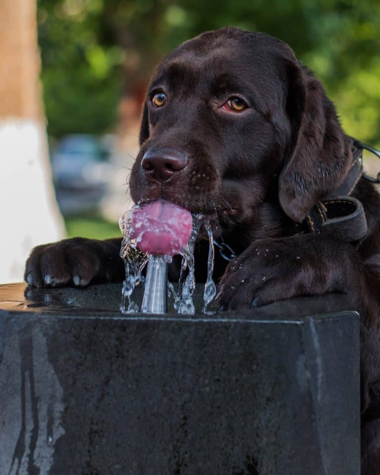 Best Dog Water Dispenser Options To Keep Your Dog Hydrated Your Dog