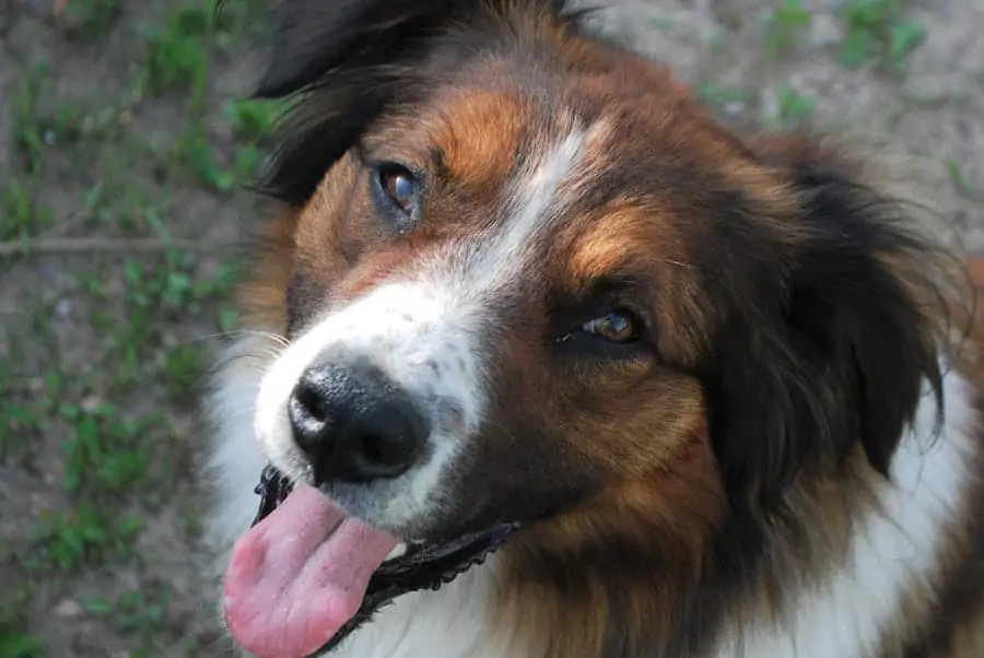 1 an english shepherd close up