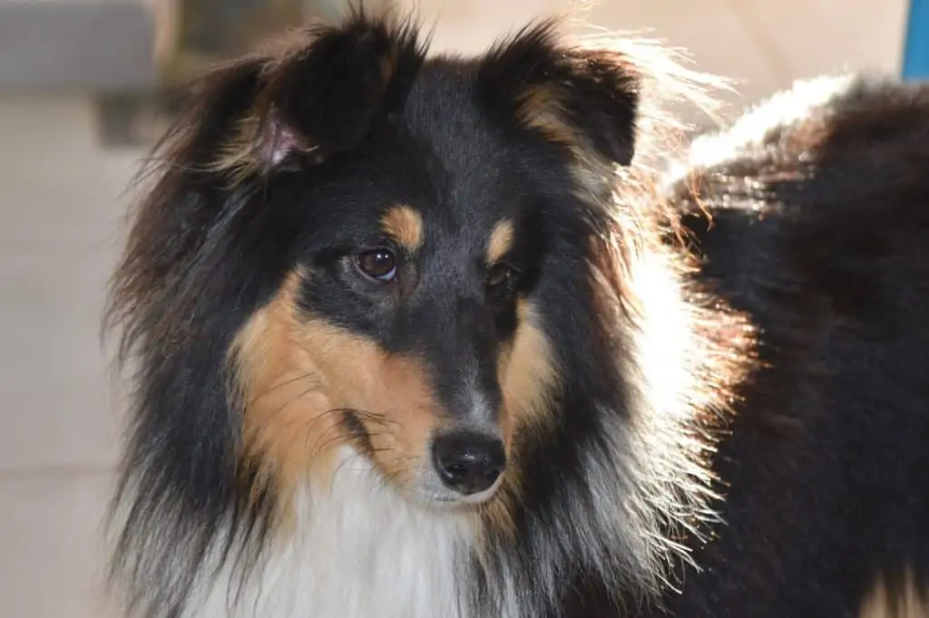 10 a black and tan mini collie