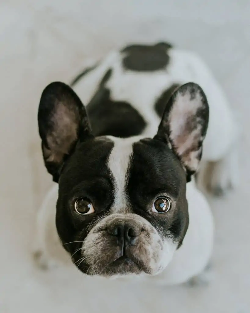 11 A french bulldog