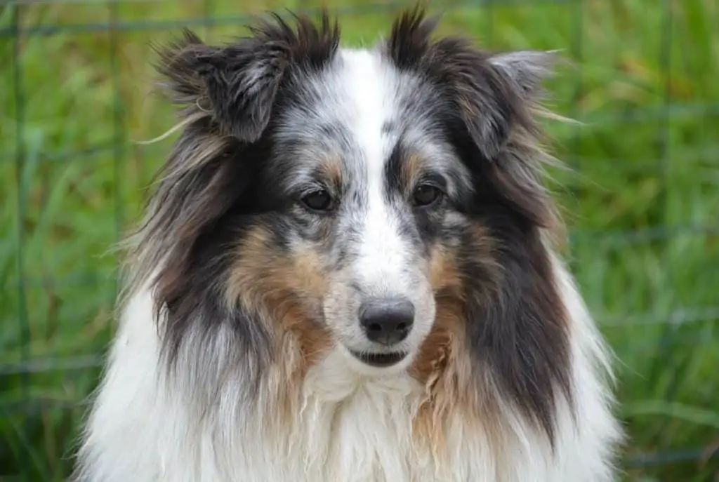 11 a merle miniature collie