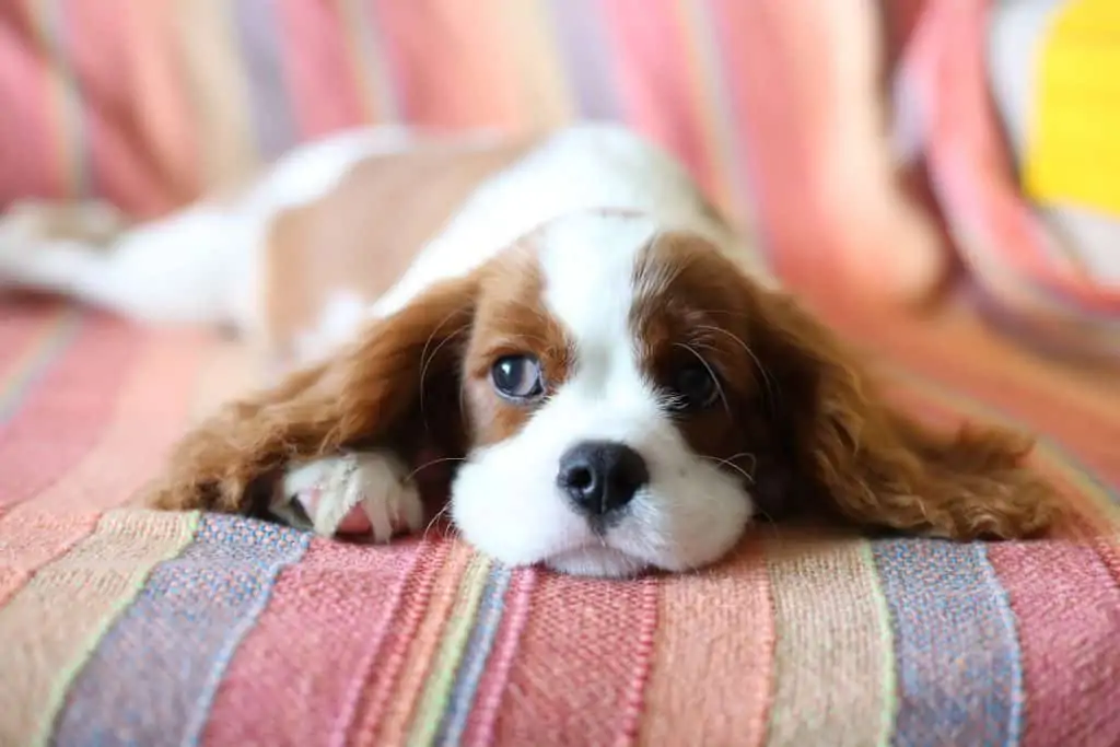 12 a cavalier king charles