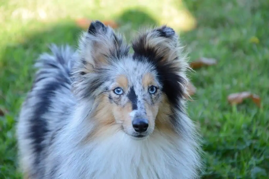 13 a mini collie with blue eyes in grass