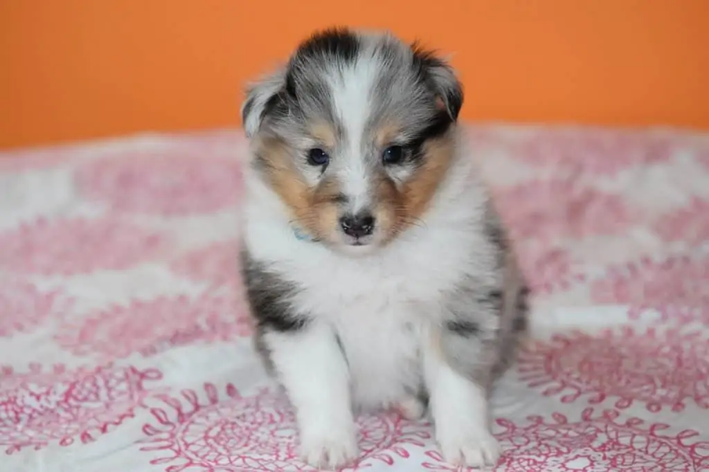 14 a mini collie puppy