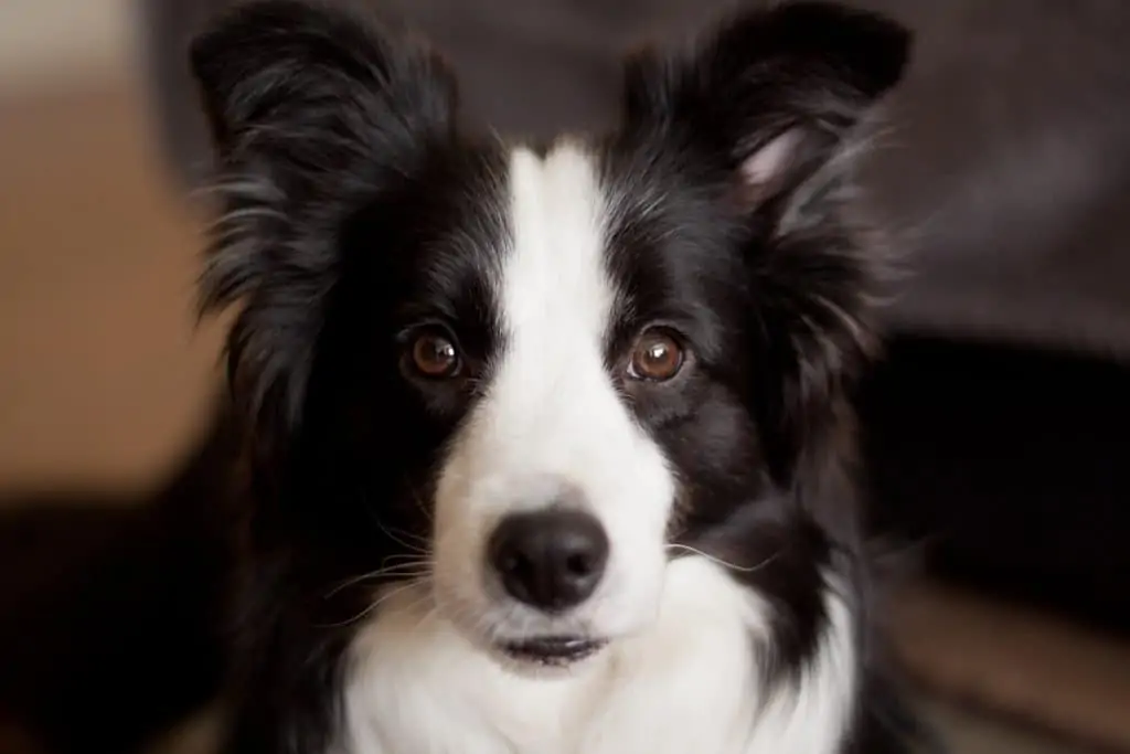 17 A border collie