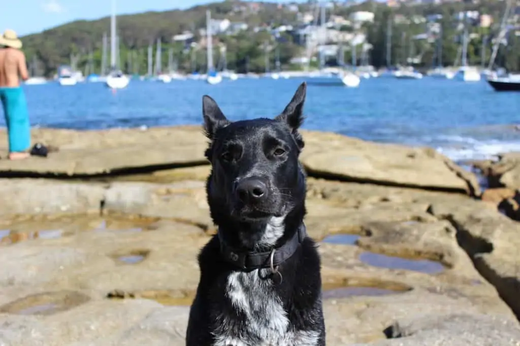 2 a blue heeler lab mix near water