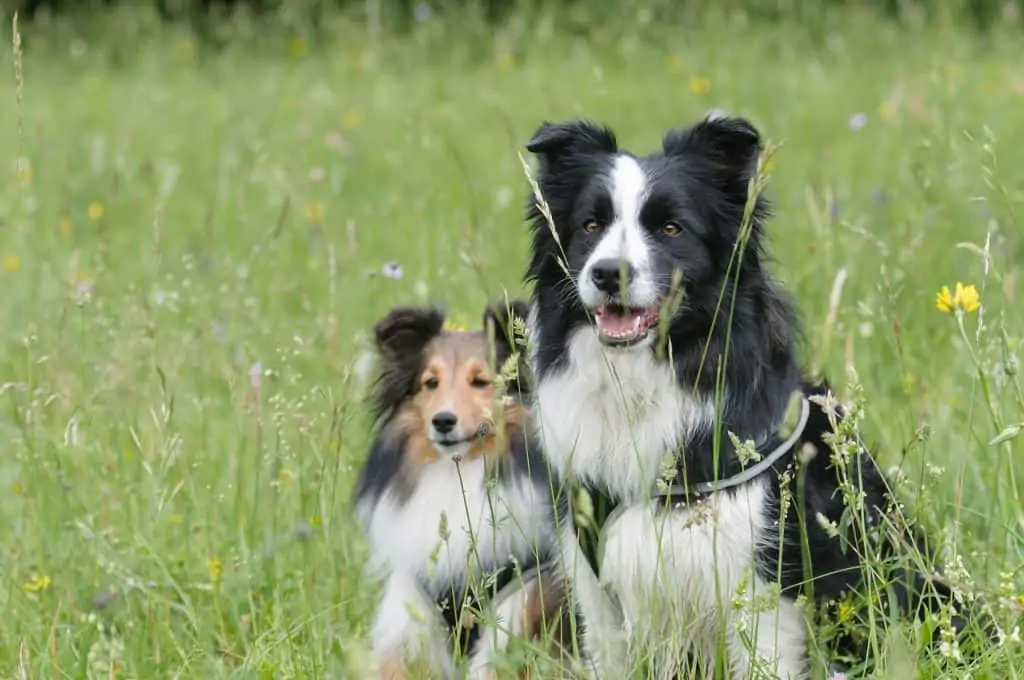 2 a border collie and a miniature collie