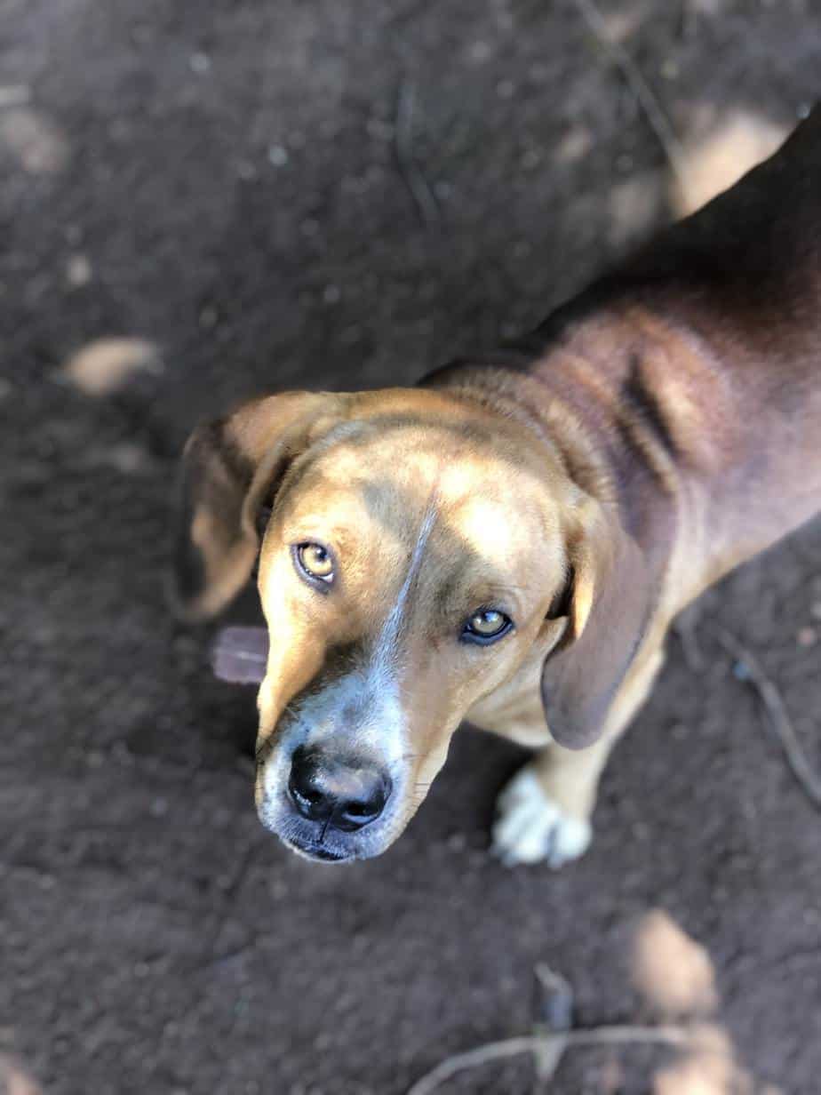 The Beagador Beagle Lab Mix Breed Information Your Dog Advisor