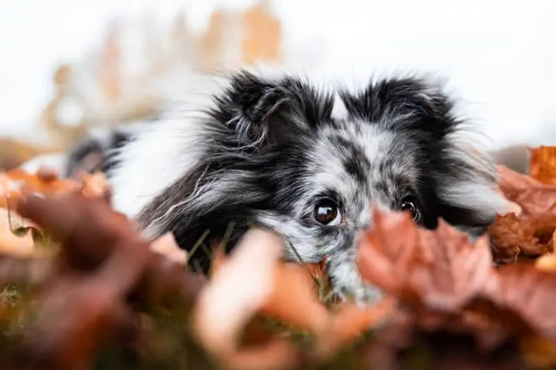 3 a black and white mini collie in leaves