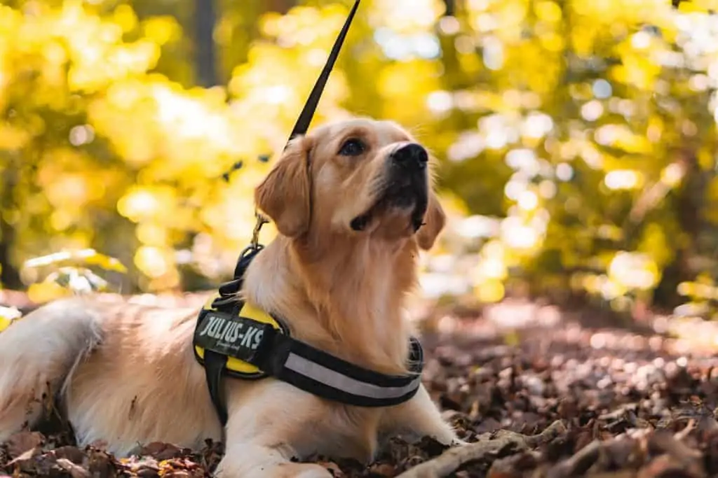 3 a golden retriever with a yellow vest