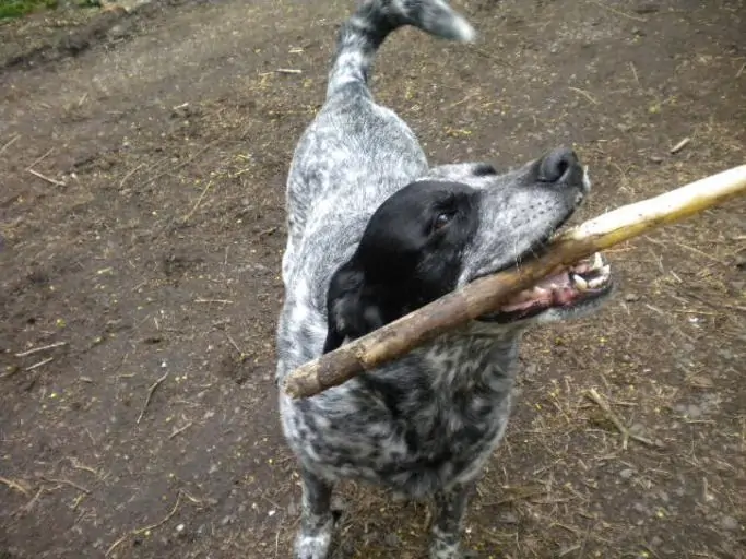 4 a blue heeler lab mix with a stick