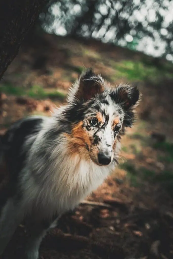 4 a miniature collie in the forest