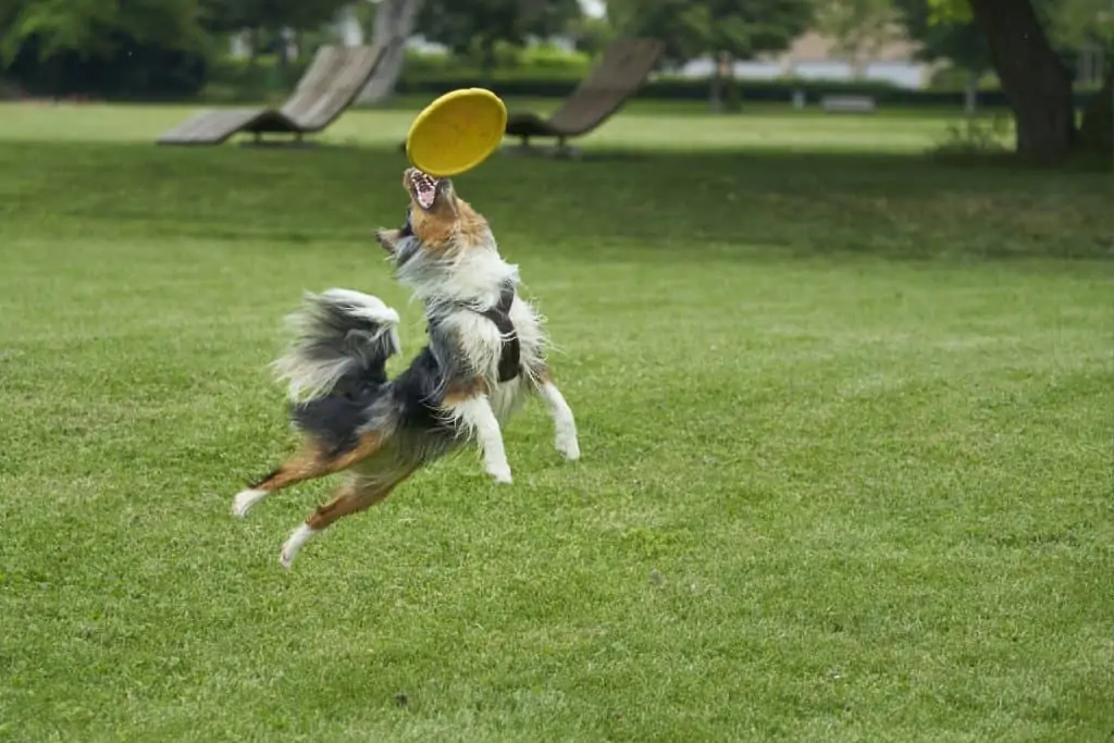 4 an english shepherd catching a frisbee