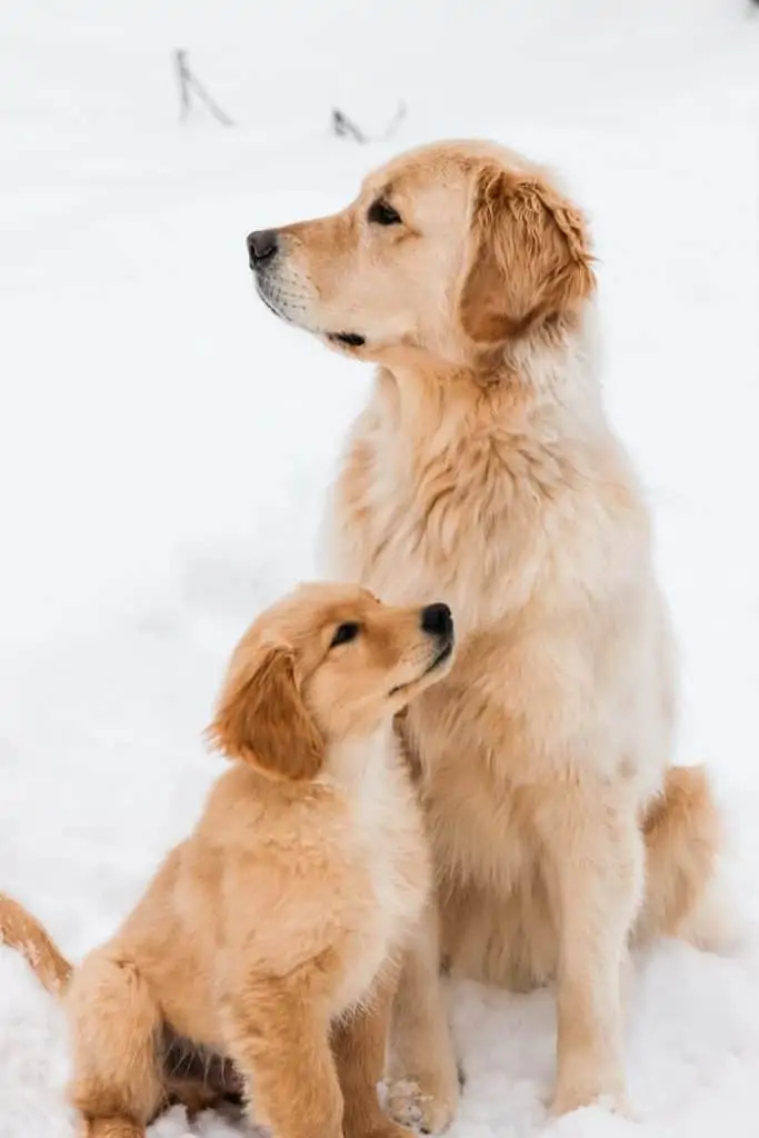 5 a Golden retriever adult and puppy