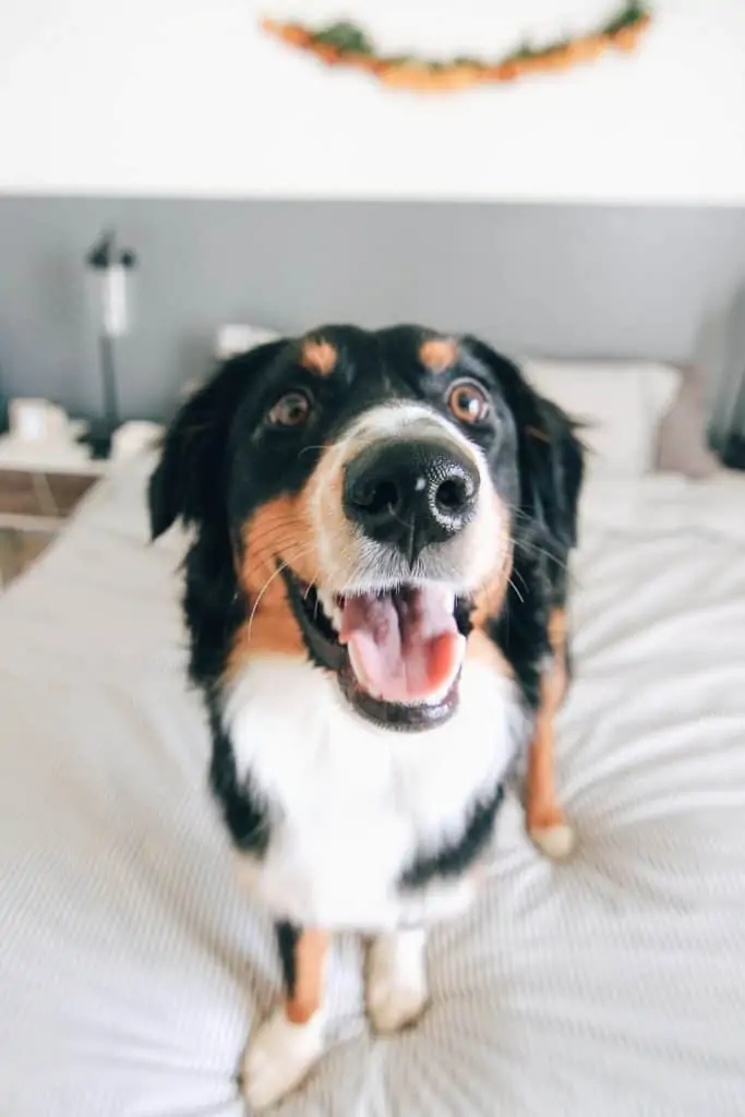 5 a black and brown english shepherd