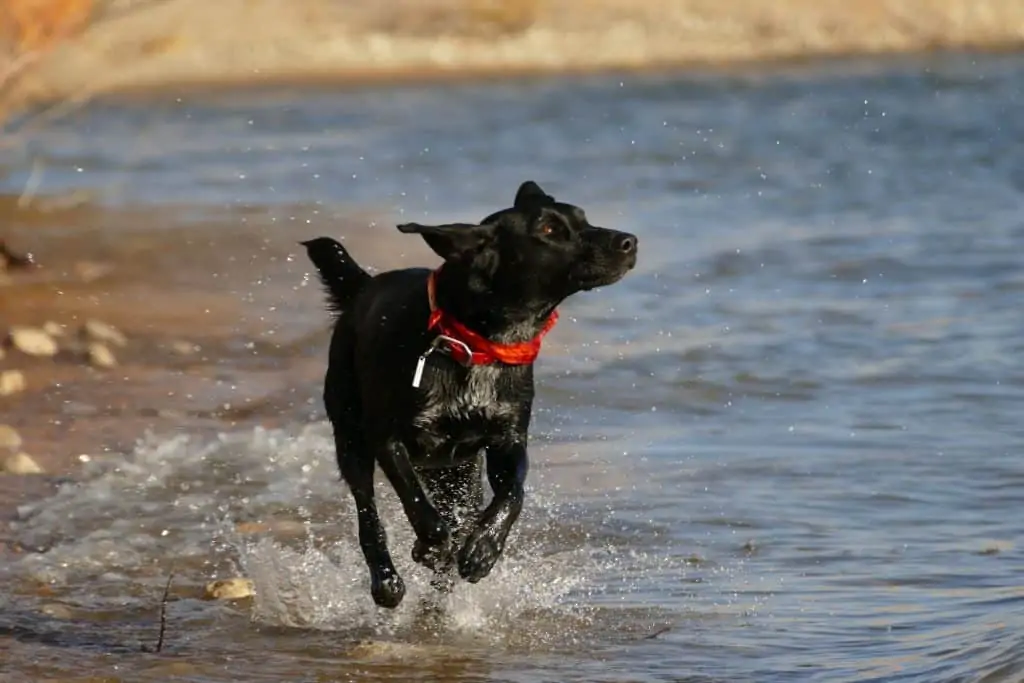 5 a blue heeler lab mix running in water