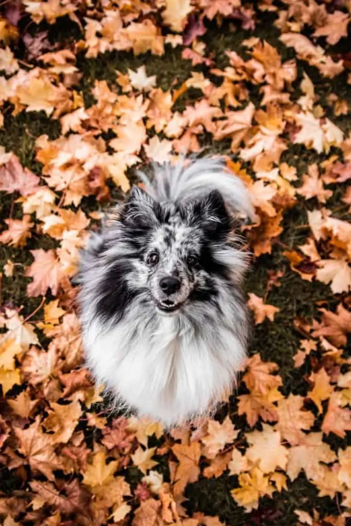 5 a happy mini collie in leaves