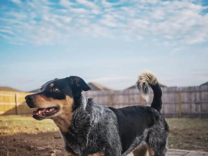 6 a blue heeler lab mix in a yard