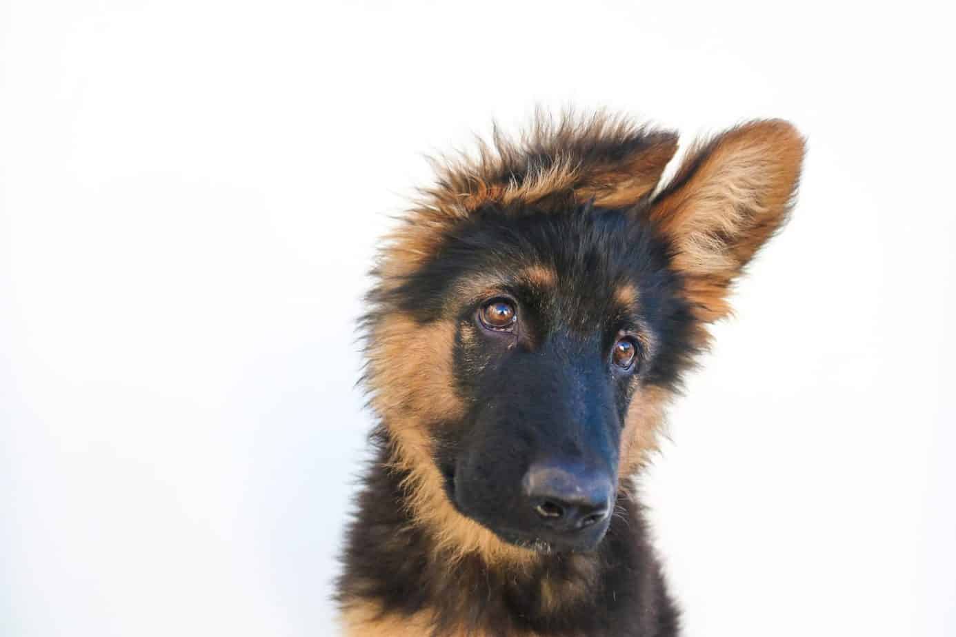 The Miniature German Shepherd Your Ultimate Guide Your Dog Advisor