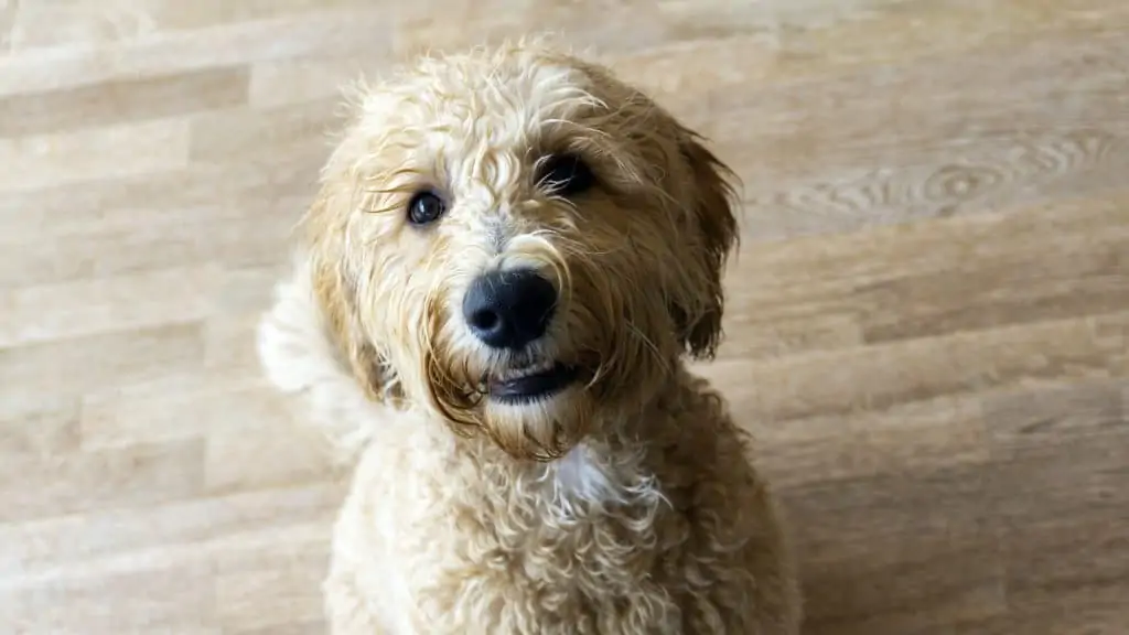 6 a labradoodle