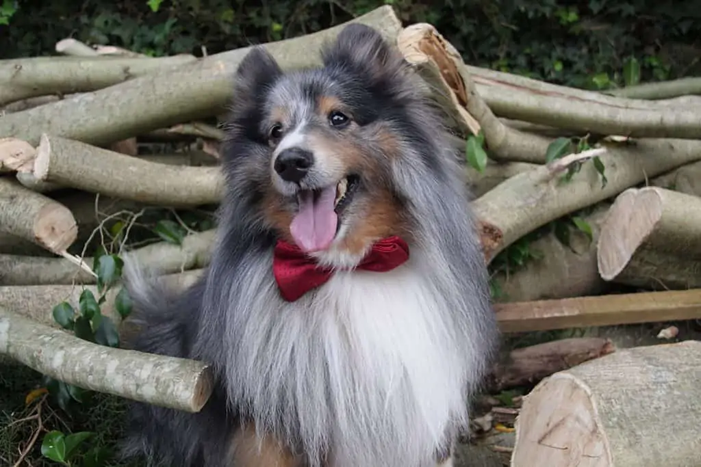 6 a mini collie wearing a red bow tie