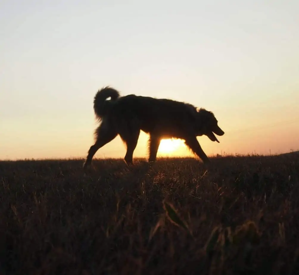 6 an English Shepherd at dusk