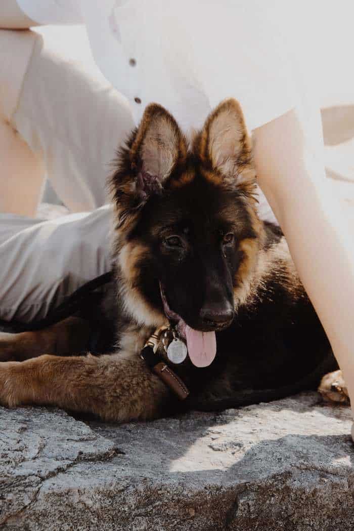 The Miniature German Shepherd Your Ultimate Guide Your Dog Advisor