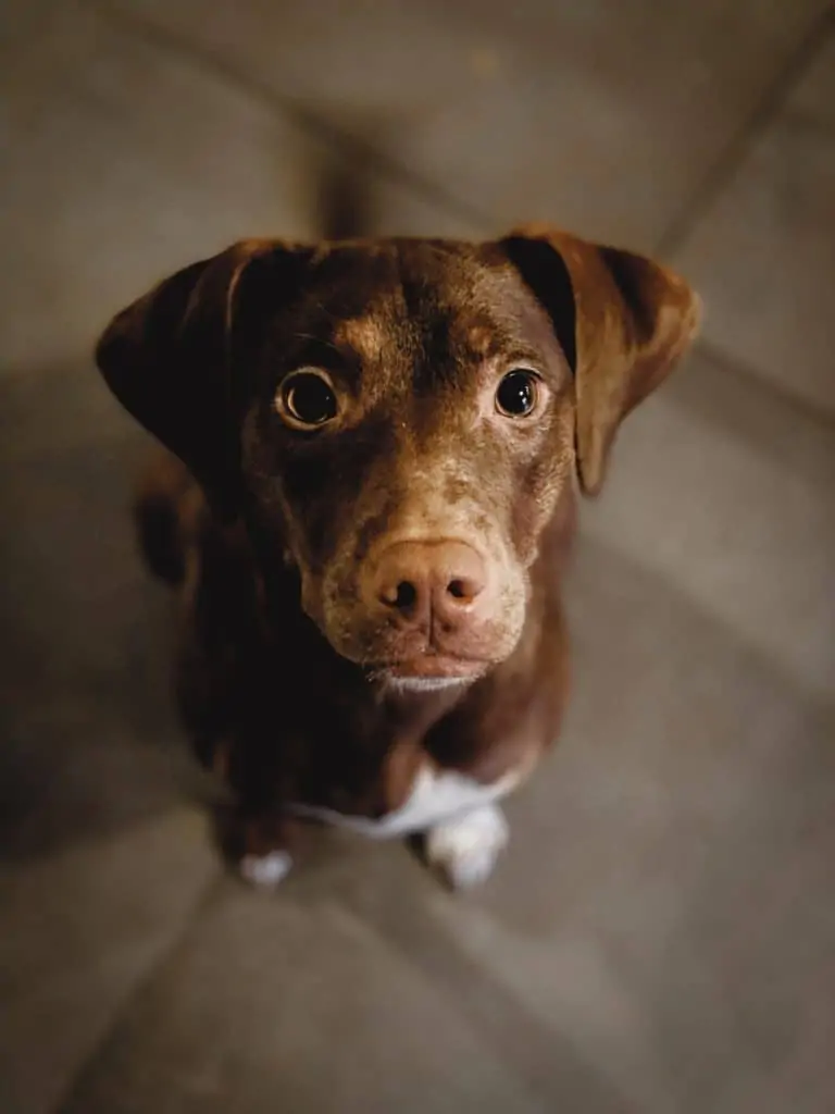 red heeler chocolate lab mix