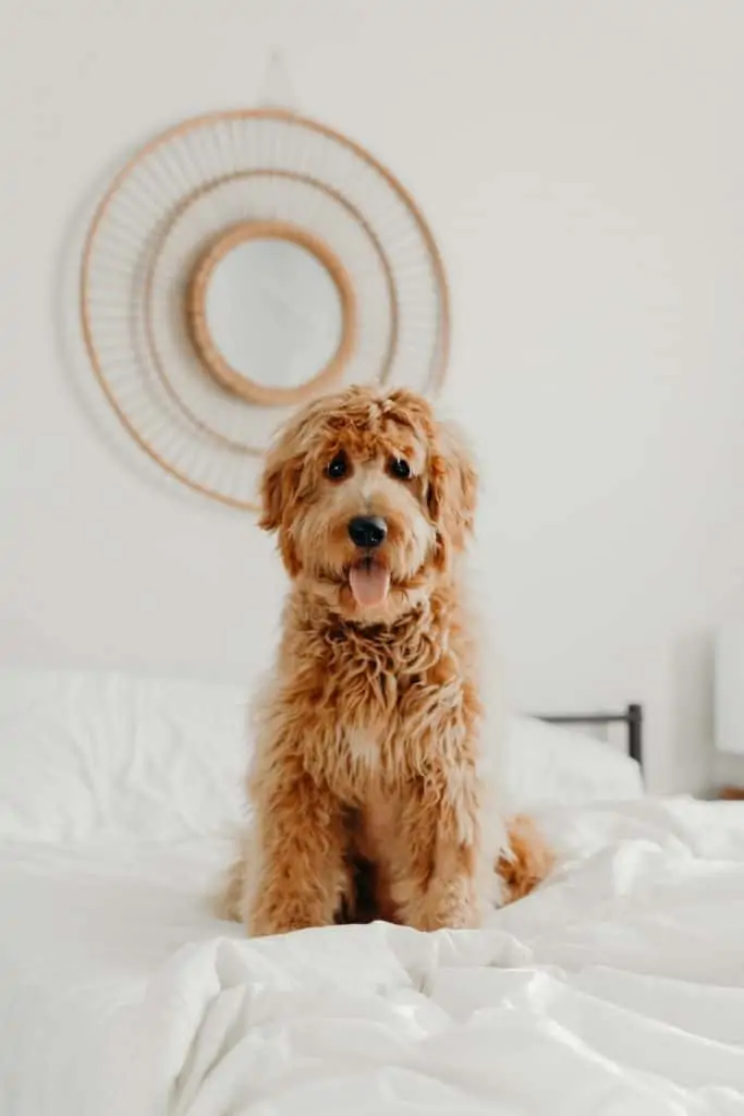 7 a goldendoodle