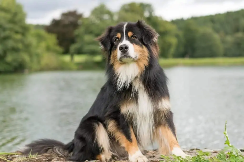 7 an English Shepherd sitting by a lake