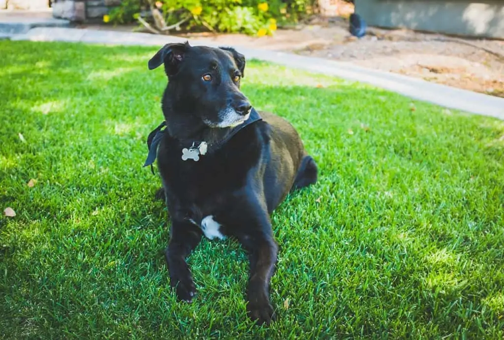 8 a black blue heeler lab mix laying down