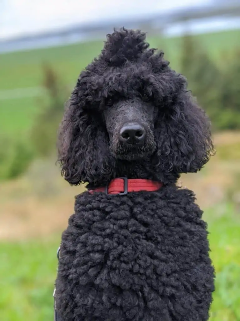 8 a black poodle